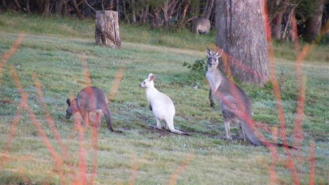 Yering Gorge Cottages - Accommodation in Brisbane 4