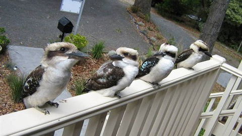 Around About Lorne Studios Or B&B - Accommodation in Brisbane 2