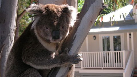 Around About Lorne Studios Or B&B - Accommodation in Brisbane 1