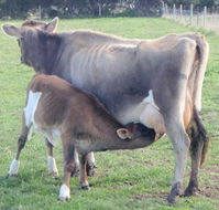 Animal Land - Accommodation in Brisbane