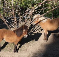 Cloud End Farmstay - Accommodation in Brisbane