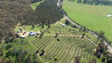 Karoonda Olive Grove Retreat At Mt Buffalo Olives - Accommodation in Brisbane 2