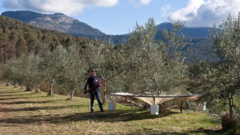 Karoonda Olive Grove Retreat At Mt Buffalo Olives - Accommodation in Brisbane 3