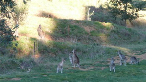 Karoonda Olive Grove Retreat At Mt Buffalo Olives - Accommodation in Brisbane 6