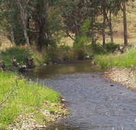 Murphy's Cabin - Accommodation in Brisbane
