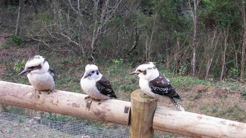 Wattletree Cottage - Accommodation in Brisbane 3