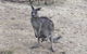 Kookaburra Ridge - thumb 5