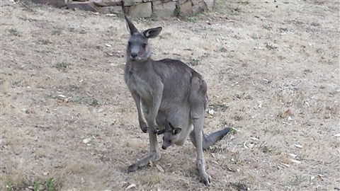 Kookaburra Ridge - Accommodation in Brisbane 5
