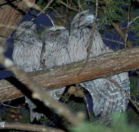 BIG4 Kelso Sands Holiday  Native Wildlife Park - Accommodation in Brisbane