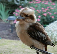 Glenbar Cottage - Accommodation in Brisbane