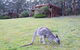 Jenolan Caves Cottages - thumb 0