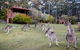 Jenolan Caves Cottages - thumb 1
