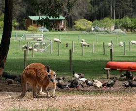 Diamond Forest Cottages And Farm Stay - Accommodation in Brisbane 0