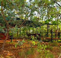 Arnhemland Barramundi Nature Lodge - Accommodation in Brisbane