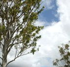 Glen Villa Resort and Tourist Park Casino - Accommodation in Brisbane