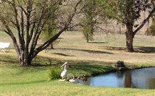 Sapphire City Caravan Park - Accommodation in Brisbane 4