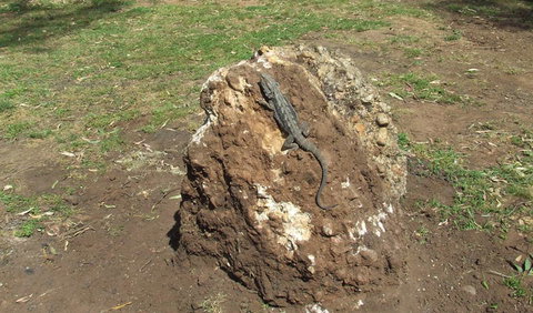 Washpools Campground - Accommodation in Brisbane 1