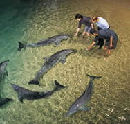Tangalooma Wild Dolphin Resort - Accommodation in Brisbane