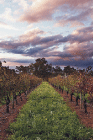 Lamonts Winery Restaurant  Gallery - Accommodation in Brisbane