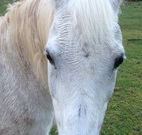 Eaglewood B and B and Farmstay - Accommodation in Brisbane