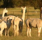 Waterfall Way Farmstay - Accommodation in Brisbane