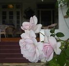 White House Heritage Guesthouse - Accommodation in Brisbane