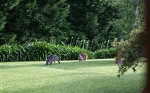 Yallambee Bed And Breakfast - Accommodation in Brisbane 4