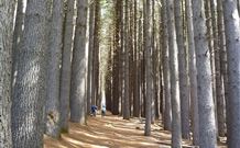 Lennox Head Beachouse YHA - Accommodation in Brisbane 4