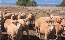 Dairy Flat Farm Holiday - Accommodation in Brisbane 3