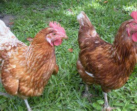 Imbil Bridge Farm - Accommodation in Brisbane 1