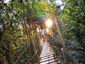 O'Reilly's Rainforest Retreat - Accommodation in Brisbane 0