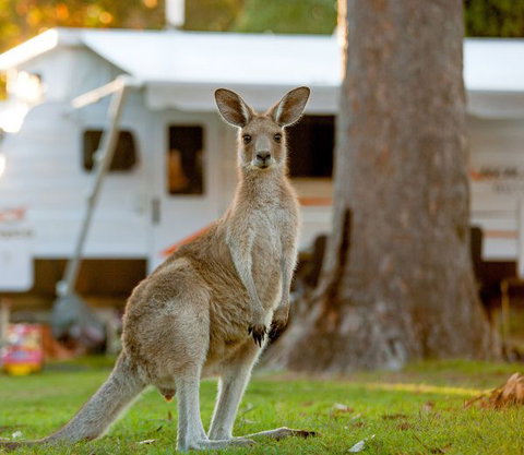 BIG4 Sunshine South West Rocks Holiday Park - Accommodation in Brisbane 5