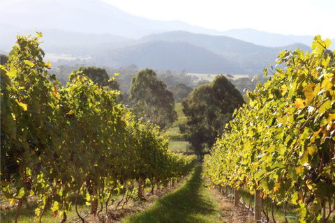 Pizzini's Vineyard Guesthouse - Accommodation in Brisbane 6