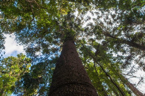 Bunya Mountains Accommodation Centre - Accommodation in Brisbane 4