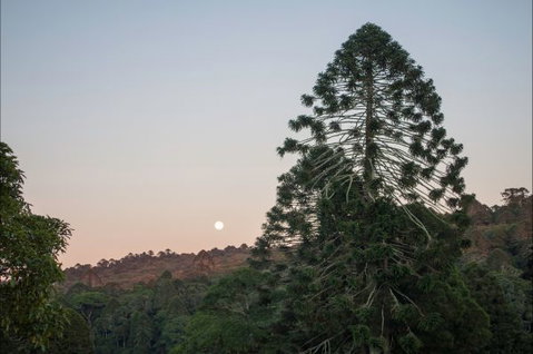 Bunya Mountains Accommodation Centre - Accommodation in Brisbane 6