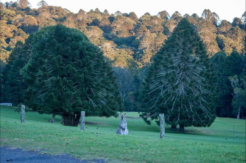 Bunya Mountains Accommodation Centre - Accommodation in Brisbane 8