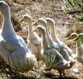 Duck Duck Goose Bed and Breakfast - Accommodation in Brisbane