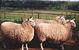 Camerons Farmstay - thumb 2
