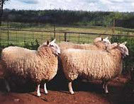 Camerons Farmstay - Accommodation in Brisbane 2
