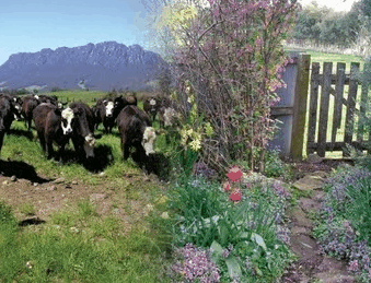 Carinya Farm Holiday Retreat - Accommodation in Brisbane 3