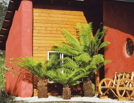 Whispering Spirit Cottage  Miniature Pony Stud - Accommodation in Brisbane