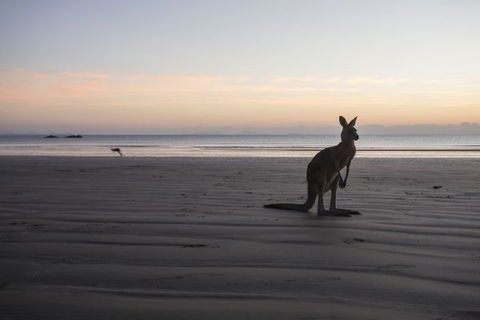 Cape Hillsborough National Park Camping Ground - Accommodation in Brisbane 2