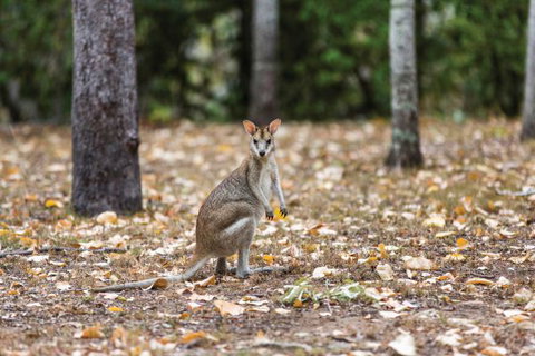 Carnarvon National Park Camping - Accommodation in Brisbane 2