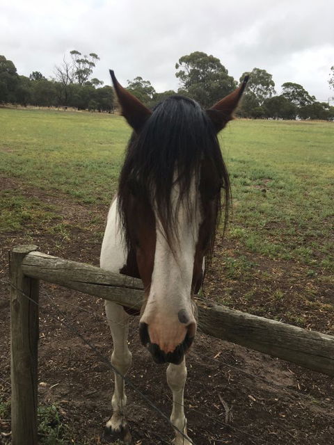 The Paddocks - Accommodation in Brisbane 8