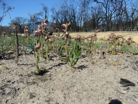 Mount Zero Log Cabins - Accommodation in Brisbane 2