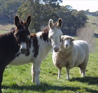 Avaleigh Elms Farmstay - Accommodation in Brisbane