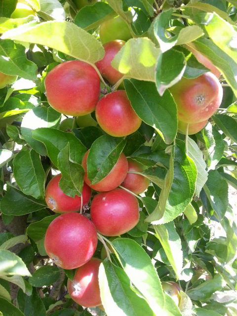 Ballachulish Farm Stay - Accommodation in Brisbane 5