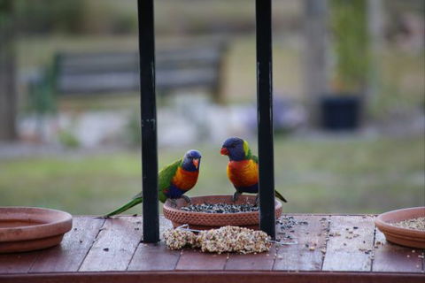 BellbirdHill Bed And Breakfast - Accommodation in Brisbane 9
