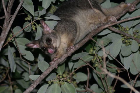 Bush Oasis Caravan Park - Accommodation in Brisbane 6