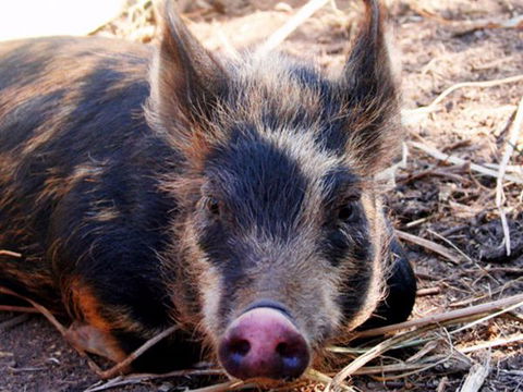 Jamberoo Valley Farm - Accommodation in Brisbane 2
